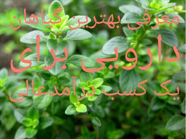 معرفی بهترین گیاهان دارویی برای یک کسب درآمد عالی 1 معرفی بهترین گیاهان دارویی برای یک کسب درآمد عالی