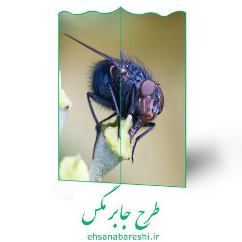 طرح جابر مگس 1 طرح جابر مگس